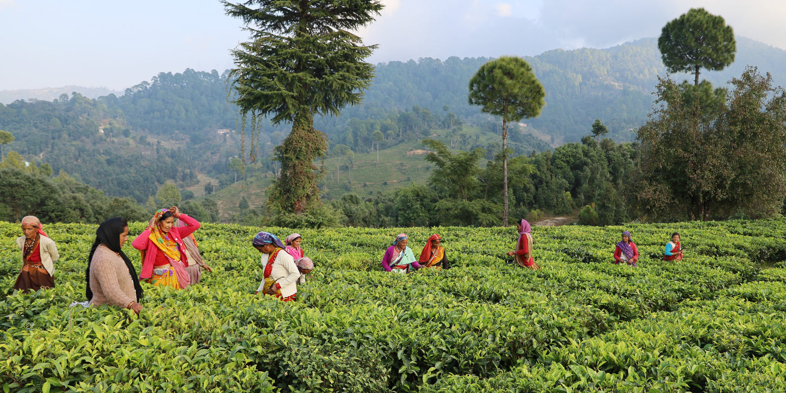 organic tea